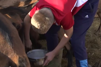 (VIDEO) Iz Vojvodine na Zlatibor: Porodica Raković PROIZVODI KOZJI SIR i svaku kozu tretiraju kao člana porodice