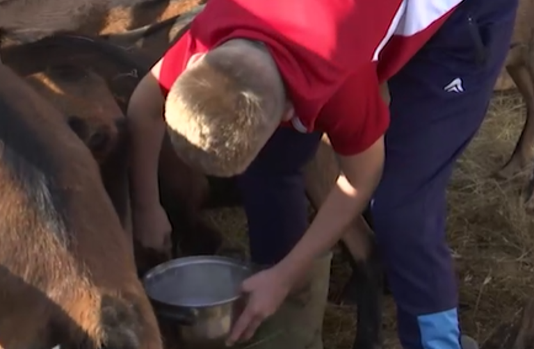 (VIDEO) Iz Vojvodine na Zlatibor: Porodica Raković PROIZVODI KOZJI SIR i svaku kozu tretiraju kao člana porodice
