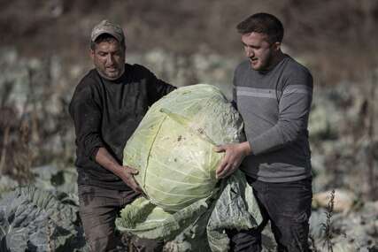 Turski farmeri uzgojili džinovski kupus od 57 kilograma