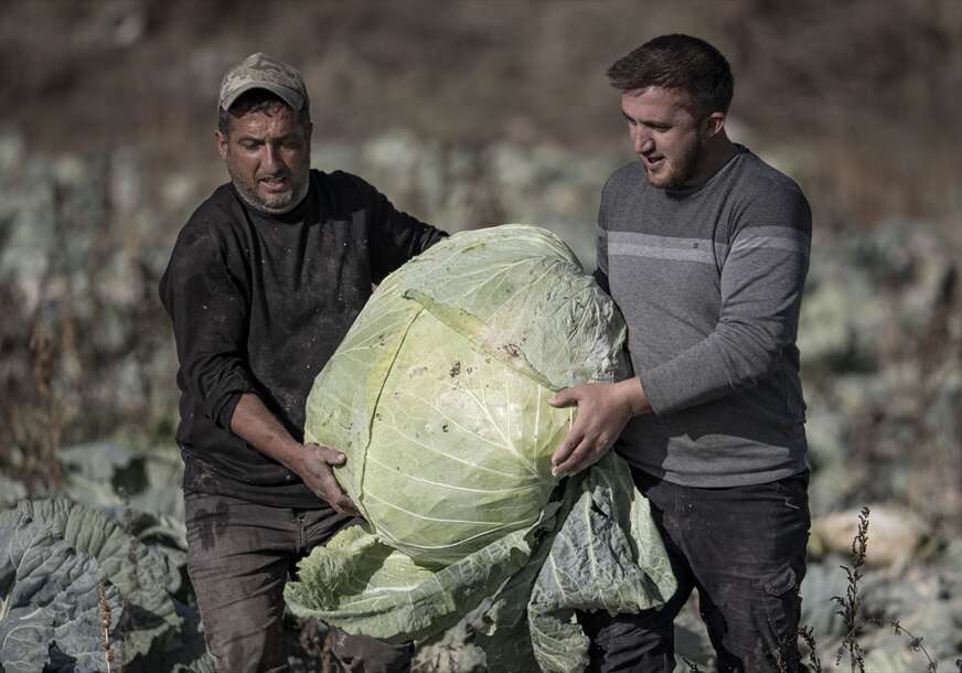 Turski farmeri uzgojili džinovski kupus od 57 kilograma