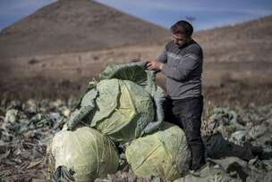 Turski farmeri uzgojili džinovski kupus od 57 kilograma