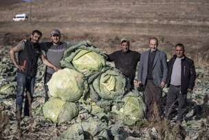 Turski farmeri uzgojili džinovski kupus od 57 kilograma