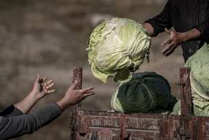 Turski farmeri uzgojili džinovski kupus od 57 kilograma