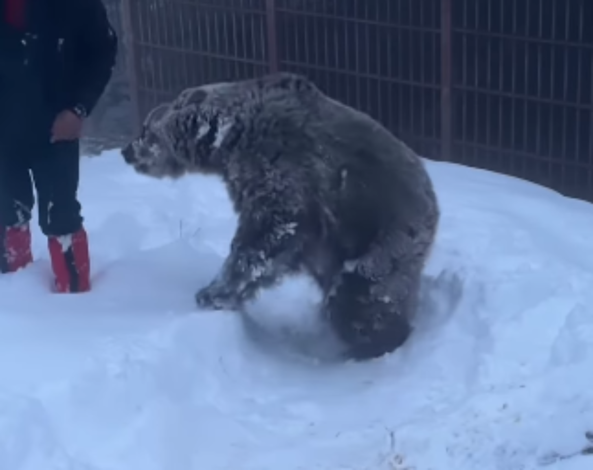 Medvjedice Maša i Ljubica iz Doboja i njihove igrarije u snijgu