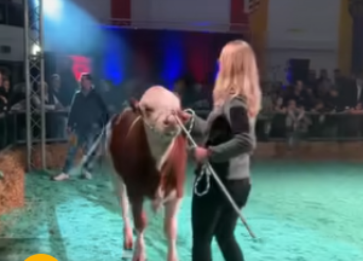 Mladi bik prodat za vrtoglavih 146.000 evra