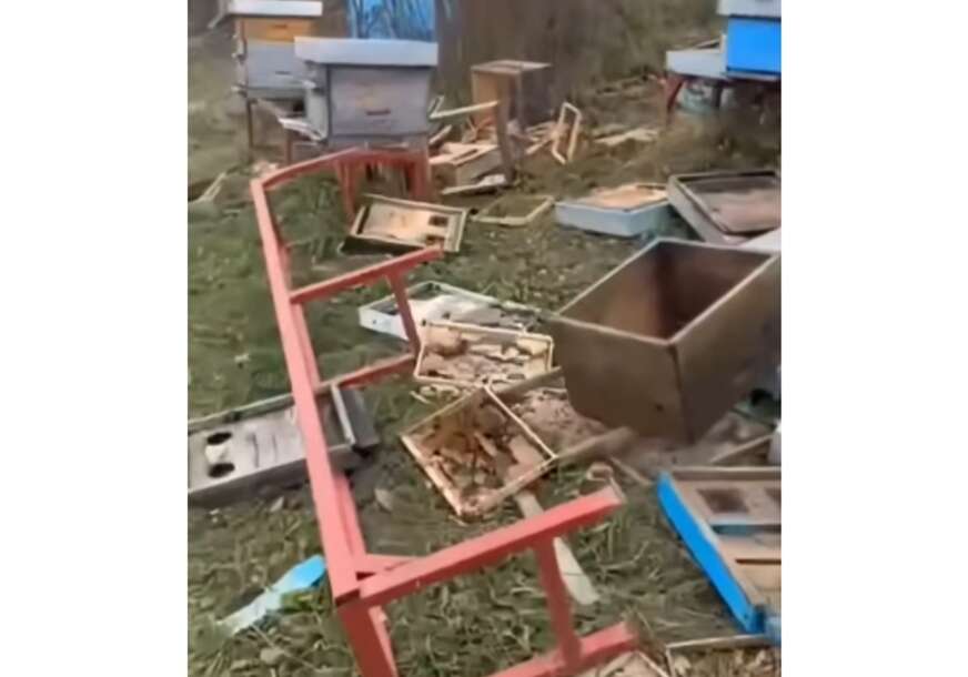 (VIDEO) "Sprema se za zimski san" Medvjed uletio među košnice, pa OBRSTIO SAV MED, vlasnik na VELIKIM MUKAMA