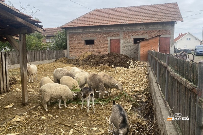 FOTO: INFOBIJELJINA