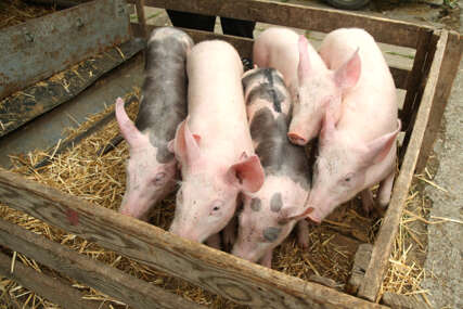 Božić pred vratima, a prasići nikad jeftiniji: Cijena žive vage iznenadila i svinjare