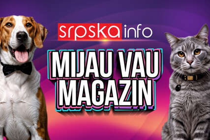 Mijau vau magazin