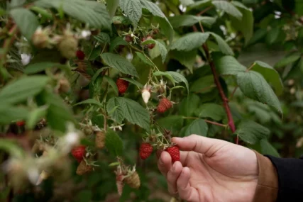 Započnite dan vodom i jedite ljetno voće: Maline, kajsije, dinja i lubenica ČUVAJU ZDRAVLJE i pomažu mršavljenju