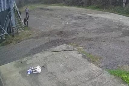Brutalno nasilje nad životinjom: Četvorica muškaraca se iživljavala nad mačkom, posječeni joj jezik i usta