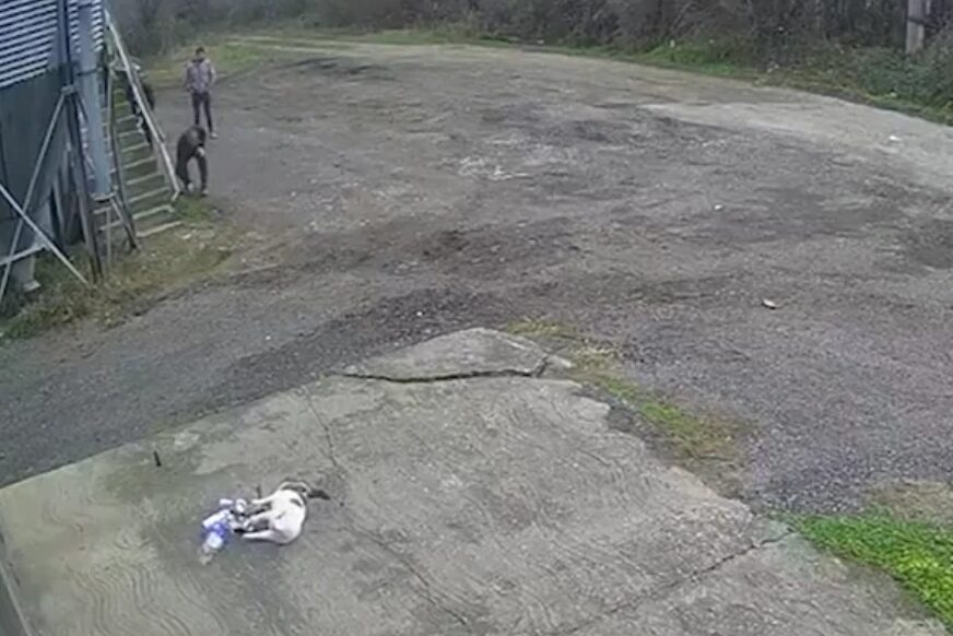 Brutalno nasilje nad životinjom: Četvorica muškaraca se iživljavala nad mačkom, posječeni joj jezik i usta