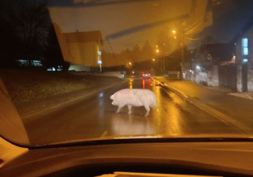 Svinja na ulici