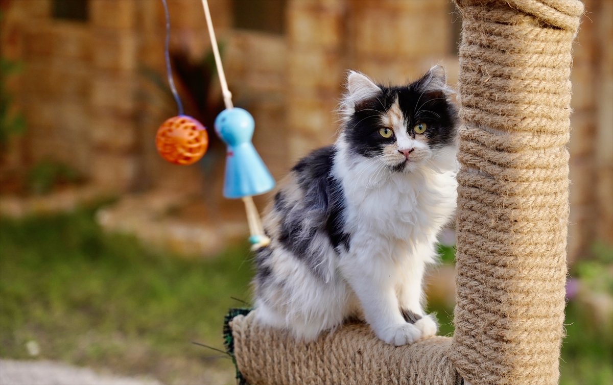 Hotel sa 5 zvjezdica za mačke nudi luksuzne usluge