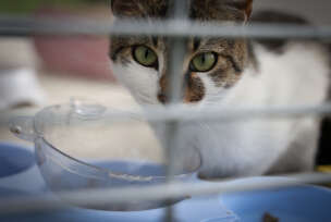 FOTO: MIOMIR JAKOVLJEVIĆ/RINGIER