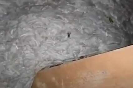 (FOTO) Kada su vidjeli šta im je u kući, odmah su pozvali stručnjaka: Šok nastupio kada je sišao s tavana i pokazao im ruke