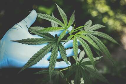 Savjet ministara BiH odlučio: Šta u praksi znači LEGALIZACIJA KANABISA u medicinske svrhe