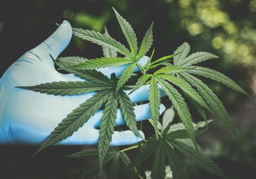 Savjet ministara BiH odlučio: Šta u praksi znači LEGALIZACIJA KANABISA u medicinske svrhe