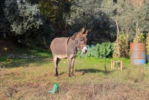 FOTO: AHMET BAYRAM/ANADOLIJA