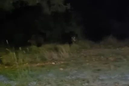 (VIDEO) Ljudima nije svejedno: Divlje svinje snimljene u Zadru, sve bliže naseljenim područjima