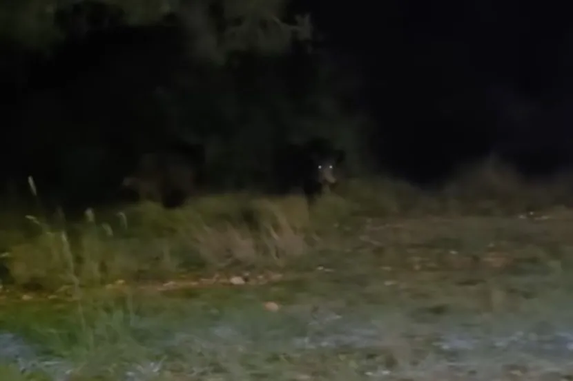 (VIDEO) Ljudima nije svejedno: Divlje svinje snimljene u Zadru, sve bliže naseljenim područjima