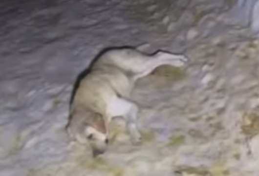 (VIDEO) "U nama je ljutnja, tuga, prezir" Na gradskom groblju u Sarajevu UPUCAN PAS, preminuo uprkos brzoj intervenciji građana