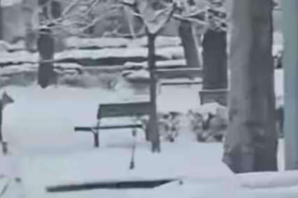 (VIDEO) Ovako nešto još niste vidjeli: Mislili su da pas trči kroz park, a onda su shvatili da se divljač spustila iz šume