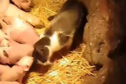 (VIDEO) "Voli ih i pazi kao da su njeni mačići" Krmača oprasila 17 prasića, mačka Mica se ne odvaja od njih