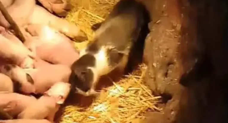 (VIDEO) "Voli ih i pazi kao da su njeni mačići" Krmača oprasila 17 prasića, mačka Mica se ne odvaja od njih
