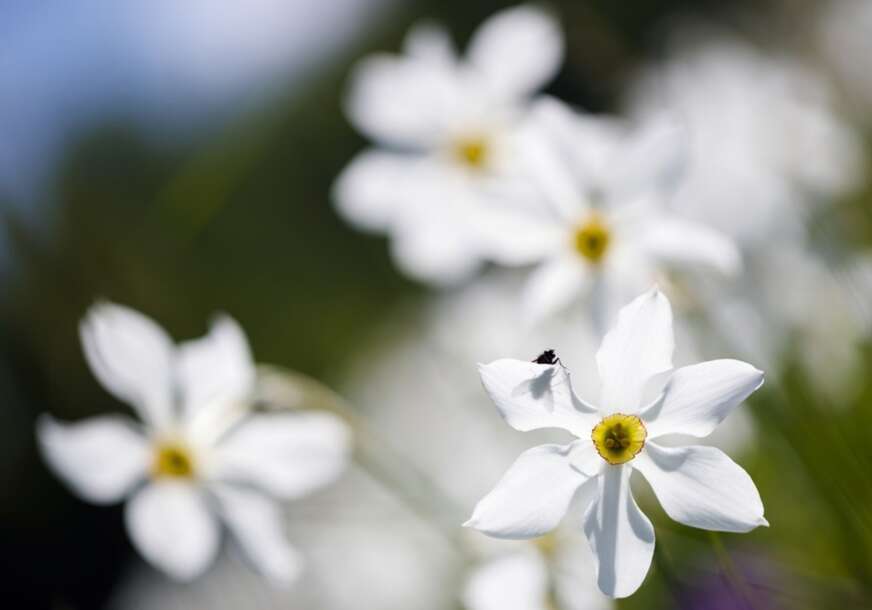 FOTO:  VALENTIN FLAURAUD/EPA