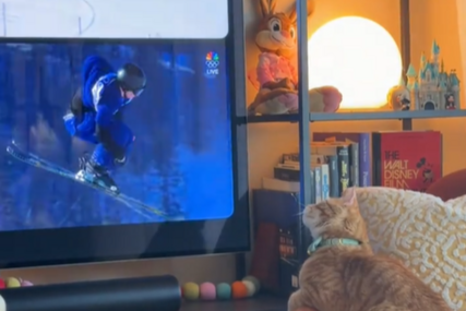 (VIDEO) Osvojiće vaša srca: Mačka postala hit na mrežama, ovako ona prati Zimske olimpijske igre
