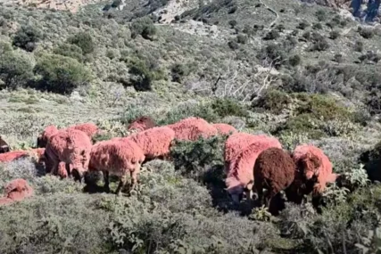 (VIDEO) Hit scena na Kritu: Grci OFARBALI OVCE u jarko crveno iz bizarnog razloga