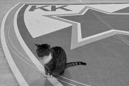 (FOTO) KK Crvena zvezda se oprašta od NAJVEĆEG SPORTSKOG FANA: Uginula legendarna mačka Ljubica, koja je 18 godina bila simbol dvorane "Pionir"