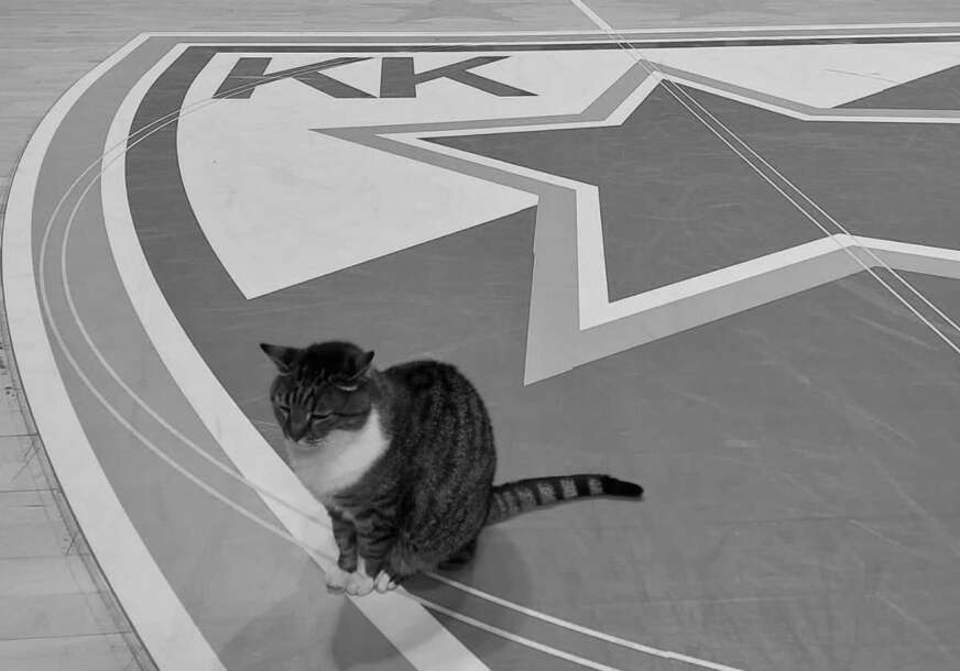 (FOTO) KK Crvena zvezda se oprašta od NAJVEĆEG SPORTSKOG FANA: Uginula legendarna mačka Ljubica, koja je 18 godina bila simbol dvorane "Pionir"