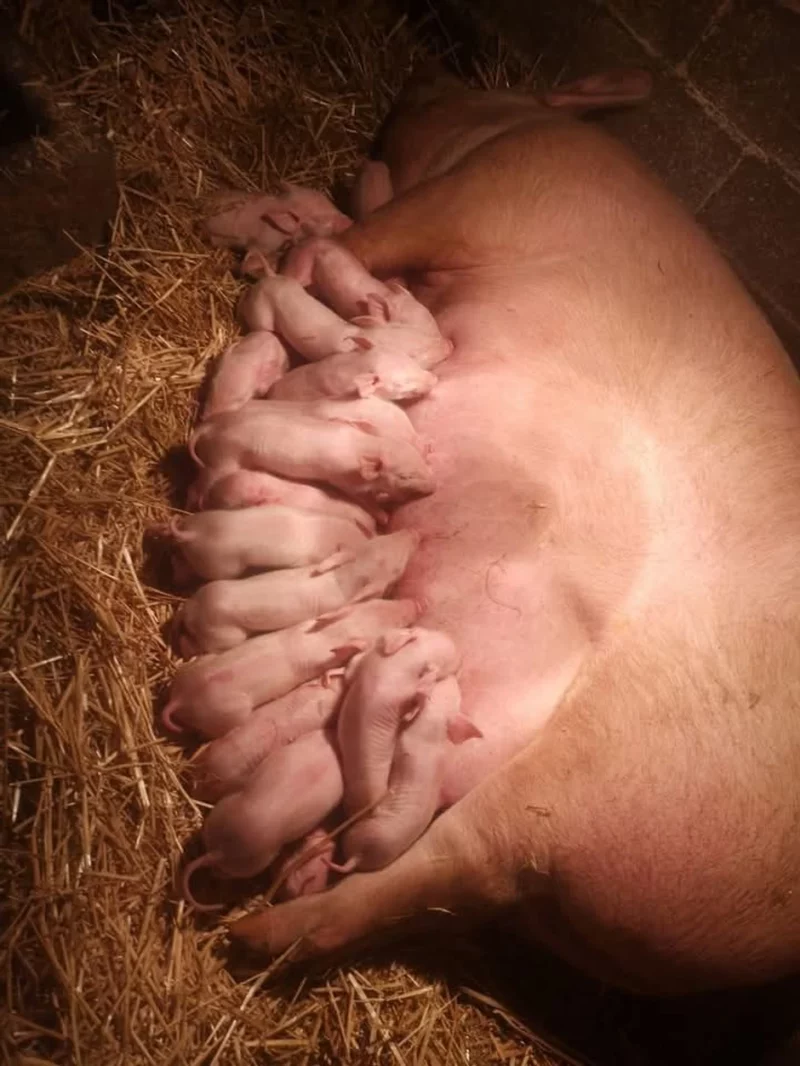 FOTO:  PRIVATNA ARHVA / PRIVATNA ARHIVA