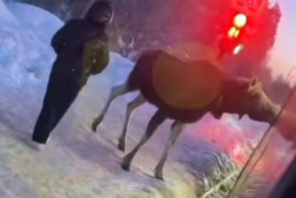 (VIDEO) Nesvakidašnja scena: Los sačekao autobus, pa pokušao da uđe unutra