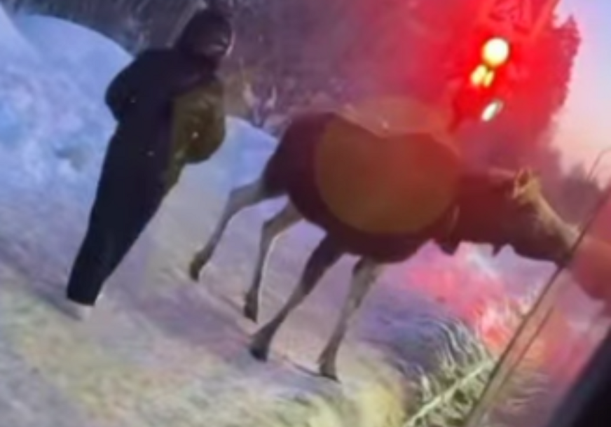 (VIDEO) Nesvakidašnja scena: Los sačekao autobus, pa pokušao da uđe unutra