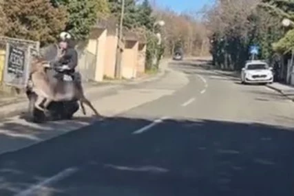 NEVJEROVATNA SCENA U ZAGREBU Divlja životinja odjednom izletjela na kolovoz, pa OBORILA VOZAČA