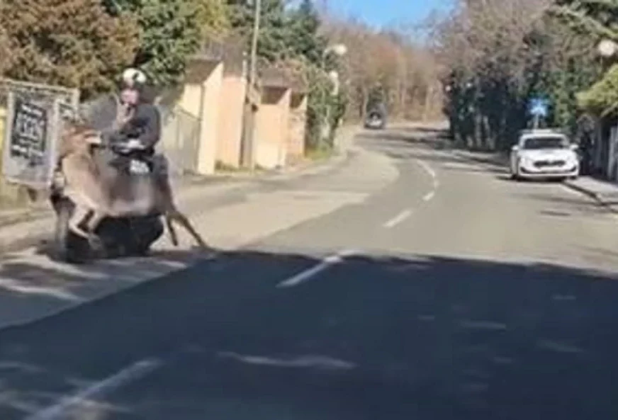 NEVJEROVATNA SCENA U ZAGREBU Divlja životinja odjednom izletjela na kolovoz, pa OBORILA VOZAČA