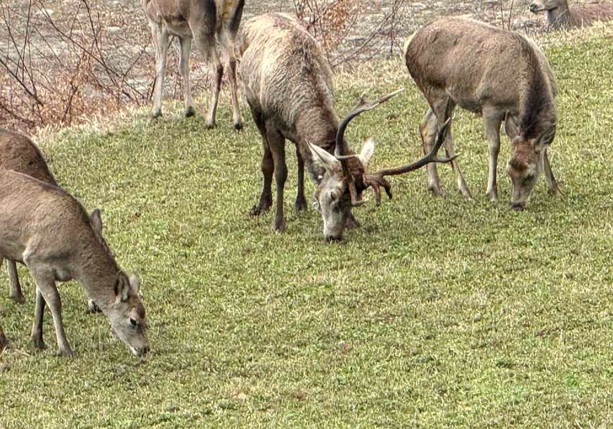 (FOTO) VELIKI LOVAČKI PODUHVAT Jeleni se vratili na Majevicu, a stanište imaju i preko Drine