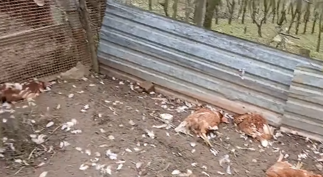 šakali podavili kokoške
