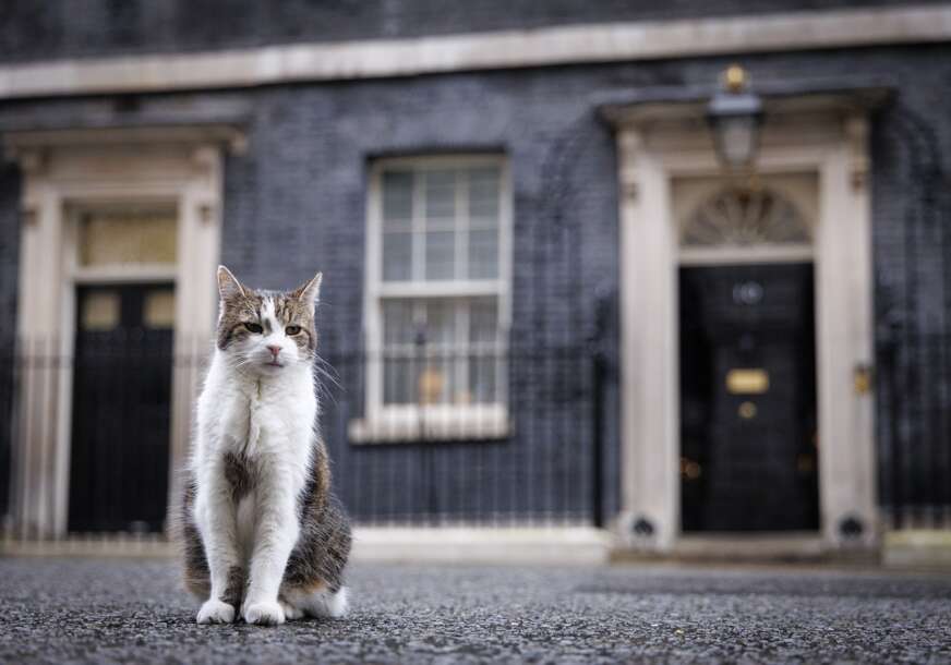 (FOTO) MAČAK SA POLITIČKOM FUNKCIJOM Lari slavi 15. rođendan u rezidenciji britanskog premijera