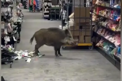 (VIDEO) NAPRAVILA HAOS Divlja svinja ušla u tržni centar, na teren izašli veterinari opremljeni puškama