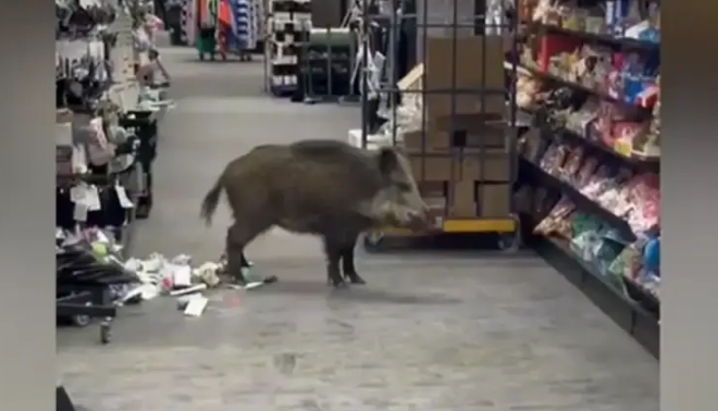 (VIDEO) NAPRAVILA HAOS Divlja svinja ušla u tržni centar, na teren izašli veterinari opremljeni puškama