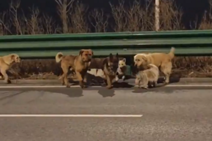 (VIDEO) Svi za jednog, jedan za sve: Herojski "bijeg" pasa dirnuo milione ljudi