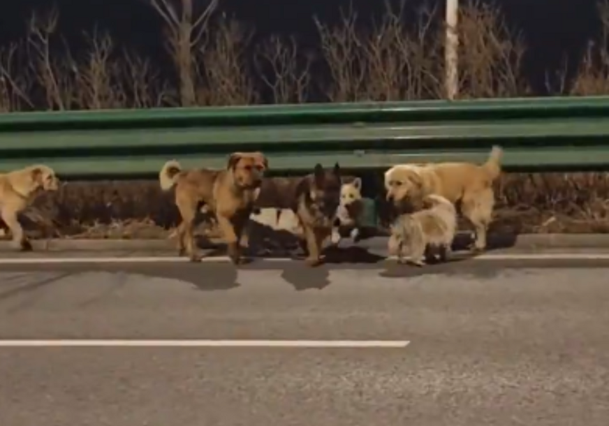 (VIDEO) Svi za jednog, jedan za sve: Herojski "bijeg" pasa dirnuo milione ljudi