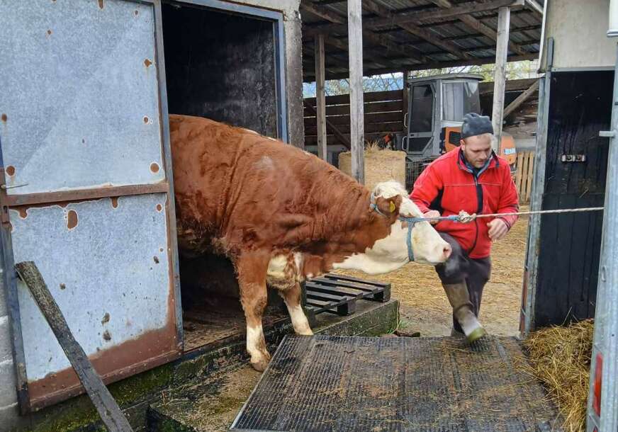 (FOTO) Radomir i Vinka pomogli Zilhadu: Na opustjelu farmu stigla još jedna junica, poklon iz Gradiške