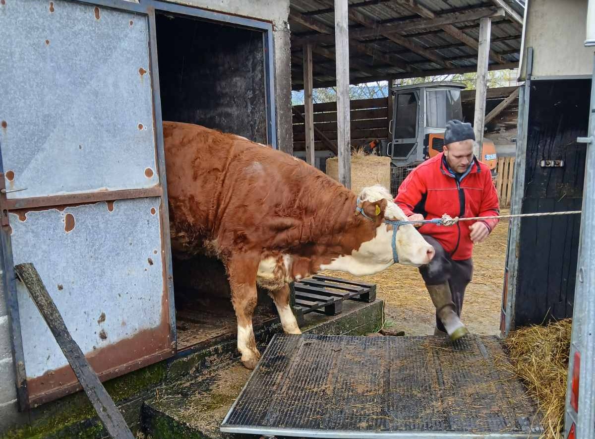 JUnica na poklon, Radomir pomaže Zilhadu
