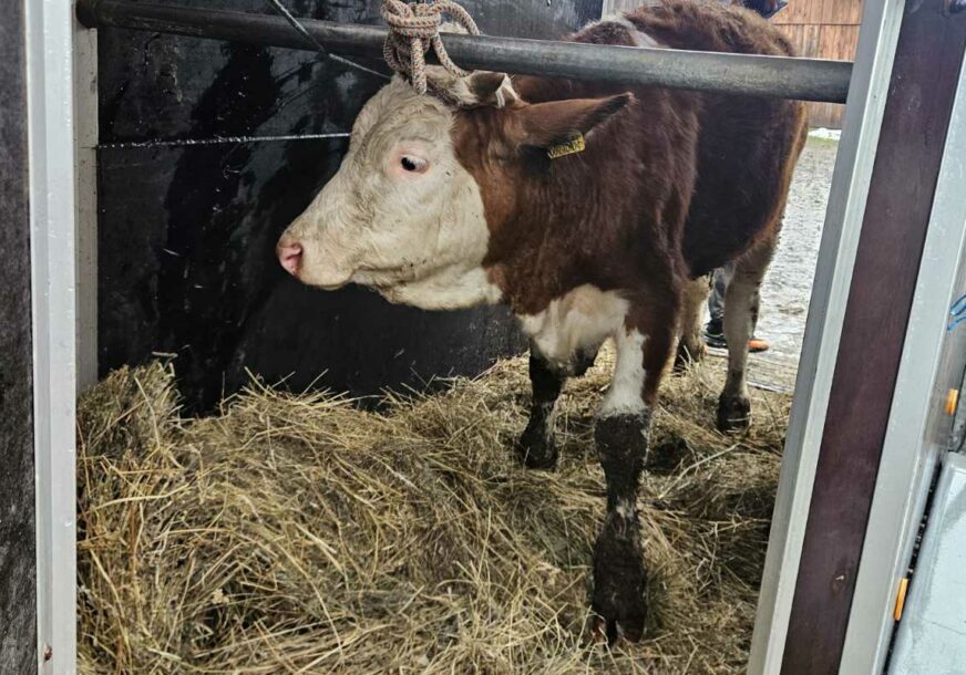 Dobro se dobrim vraća: Snijeg srušio štalu i ubio stoku farmeru iz Bosanske Krupe, Vinka Savić iz Verića prva mu pritekla u pomoć