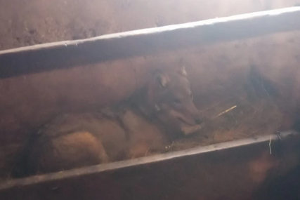 (VIDEO) Vuk satima ležao pored teladi: Nevjerovatan prizor, zvijer se UVUKLA U ŠTALU i mirno ležala